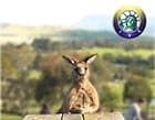 Learn about the AUS Tourist Visa Requirements